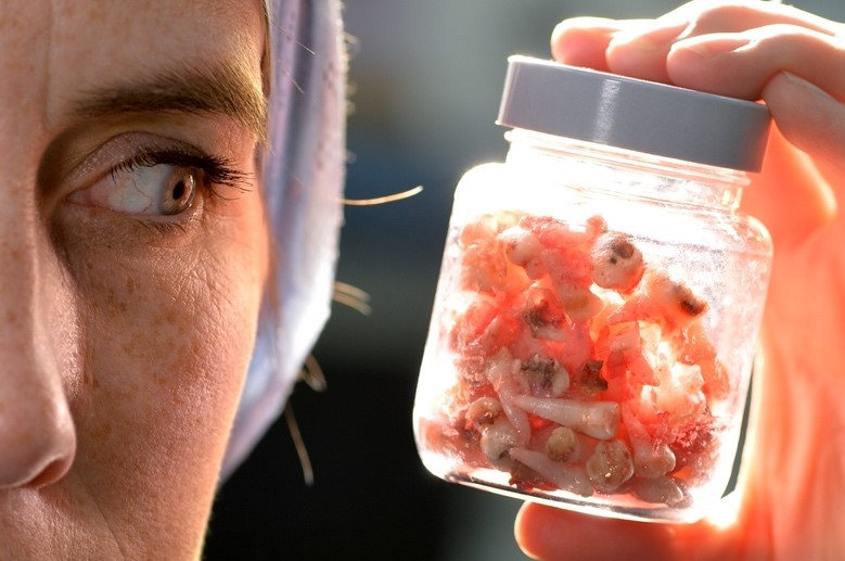 BSPD issues paediatric oral health Blueprint for new PM’s administration