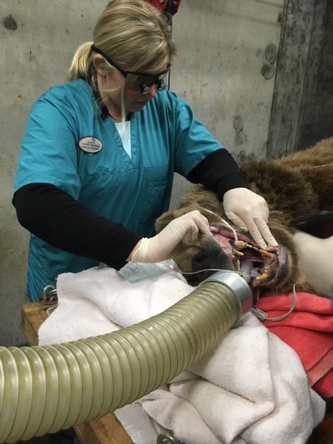 Dentistry with a wild side!
